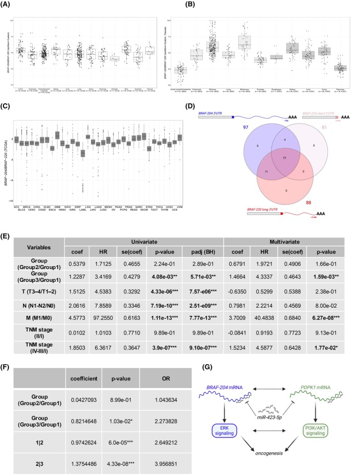 Landscape of BRAF transcript variants in human cancer.