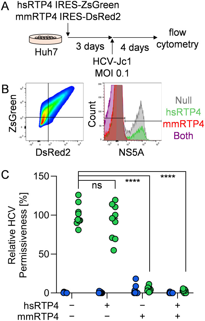 Receptor transporter protein 4 (RTP4)-mediated repression of hepatitis C virus replication in mouse cells.