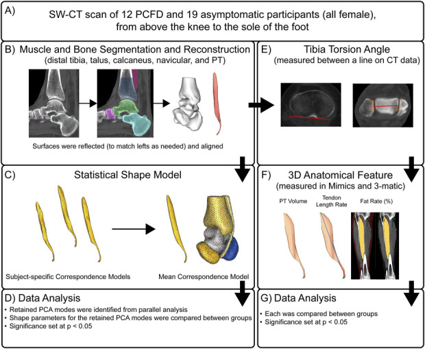 An All-Female Study Quantifying Morphological Differences of the Hindfoot and Posterior Tibialis Muscle Between Patients with Progressive Collapsing Foot Deformity and Asymptomatic Controls.