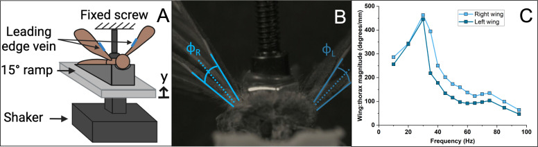 Wing hinge dynamics influence stroke amplitudes in flapping wing insects: a frequency response approach.