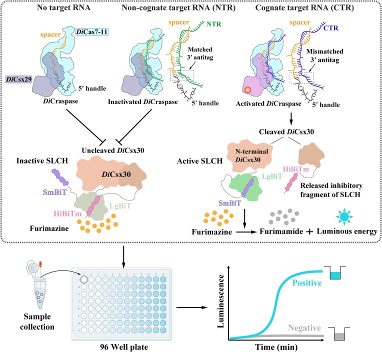 A NanoLock-enabled, Craspase-based strategy for highly sensitive RNA detection.