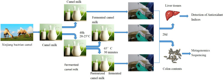 Changes in antioxidant capacity and gut microbiota in mice after intake of camel milk.
