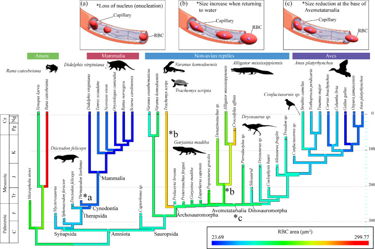 Diverging trends in erythrocyte size elucidate cardiovascular evolution in stem dinosaurs and crocodilians.