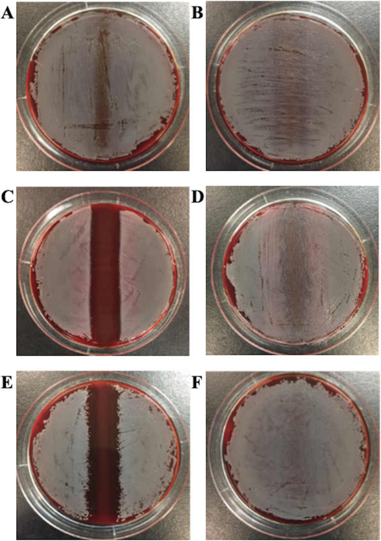 Evaluation of <i>Staphylococcus simulans</i> inhibition of <i>Staphylococcus aureus</i> infection by an <i>in vivo</i> murine mastitis model.