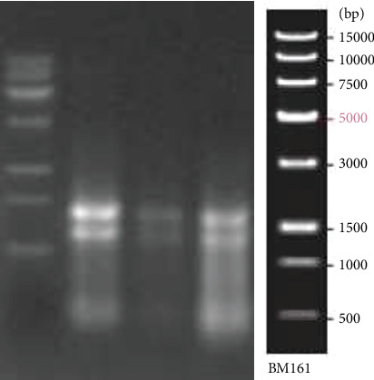 Effect of <i>hfq</i> (Host Factor for RNA Phase Q <sub><i>β</i></sub> Replicase) on Environmental Tolerance of <i>Escherichia coli</i> Under Simulated Microgravity.