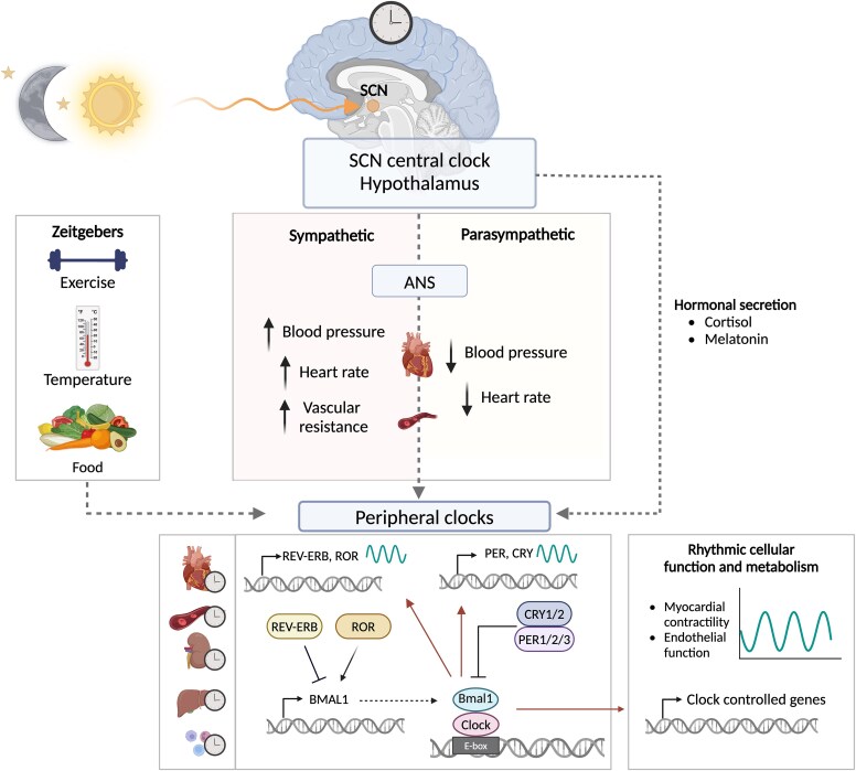 Circadian rhythms in cardiovascular disease.