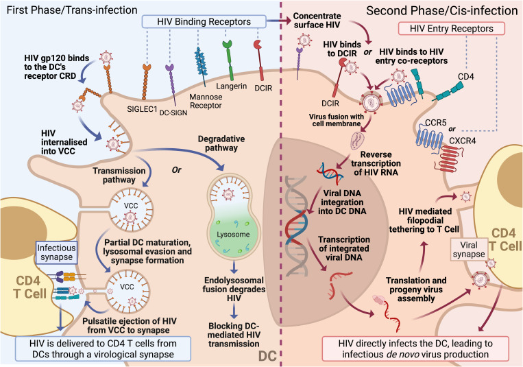 Dendritic cells and HIV transmission: roles and subsets of antigen-presenting cells in the human anogenital tract.