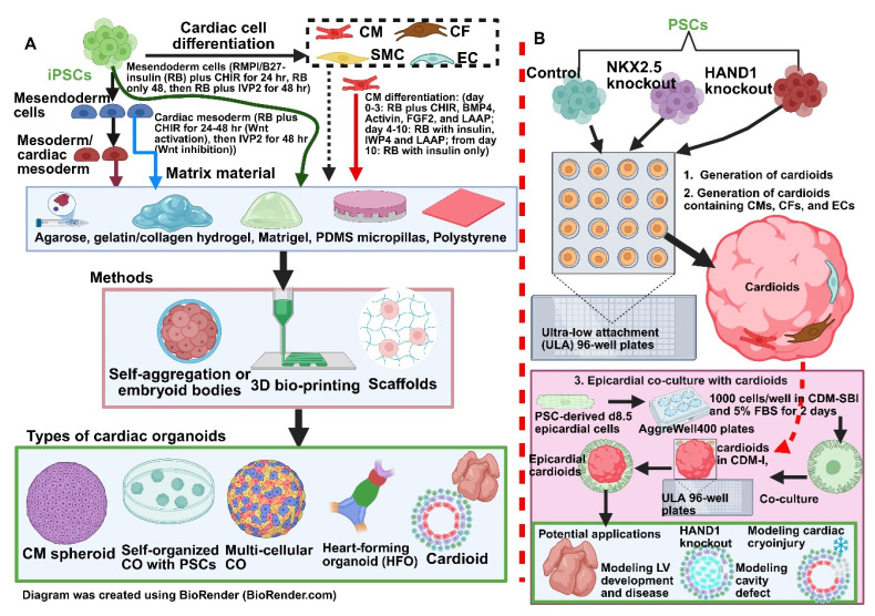 Updated Applications of Stem Cells in Hypoplastic Left Heart Syndrome.