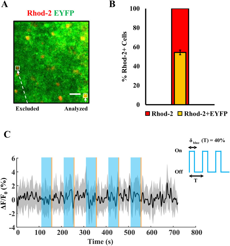 Characterization of Optimal Optogenetic Stimulation Paradigms to Evoke Calcium Events in Cortical Astrocytes.