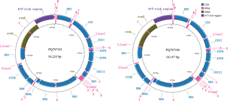 ﻿New insights into the phylogeny of Tetrigoidea (Insecta, Orthoptera), with the announcement of the first mitogenome of the genus <i>Phaesticus</i>.
