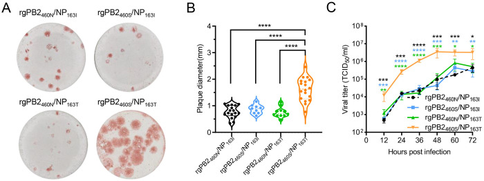 N460S in PB2 and I163T in nucleoprotein synergistically enhance the viral replication and pathogenicity of influenza B virus.