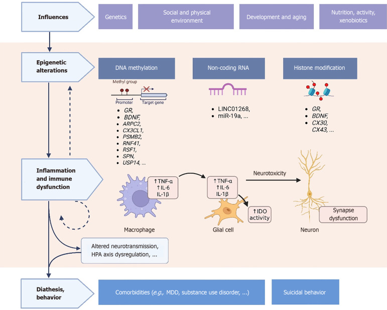 Epigenetics and immunology: Under-recognized aspects of suicidality.