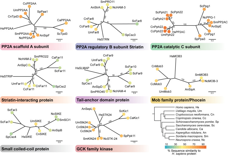 The fungal STRIPAK complex: Cellular conductor orchestrating growth and pathogenicity.