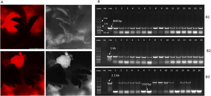 Application of a multiplex CRISPR/Cas9 strategy for elimination of selection markers from transgenic plants.