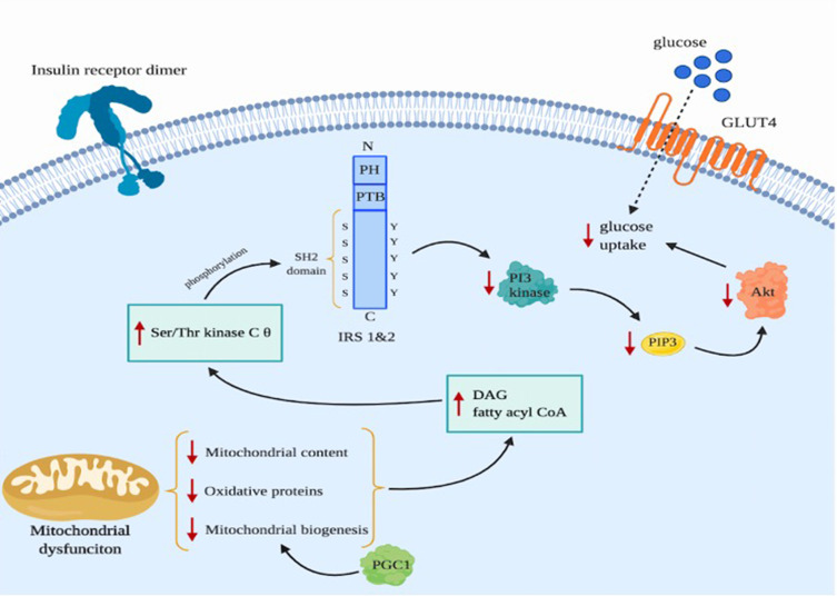 Molecular Aspects of Mitochondrial Dysfunction in Diabetes, Pearson and Kearns-Sayre Syndromes, and Neurodegenerative Disorders.