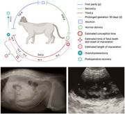 Surgical Management of Foetal Maceration in a Domestic Shorthair Queen.