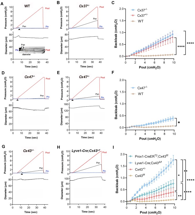 Hierarchical Requirement for Endothelial Cell Connexins Cx37, Cx47, Cx43, and Cx45 in Lymphatic Valve Function.