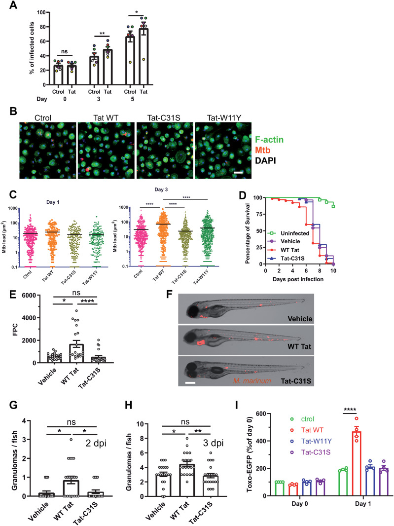 HIV-1 Tat favors the multiplication of Mycobacterium tuberculosis and Toxoplasma by inhibiting clathrin-mediated endocytosis and autophagy.