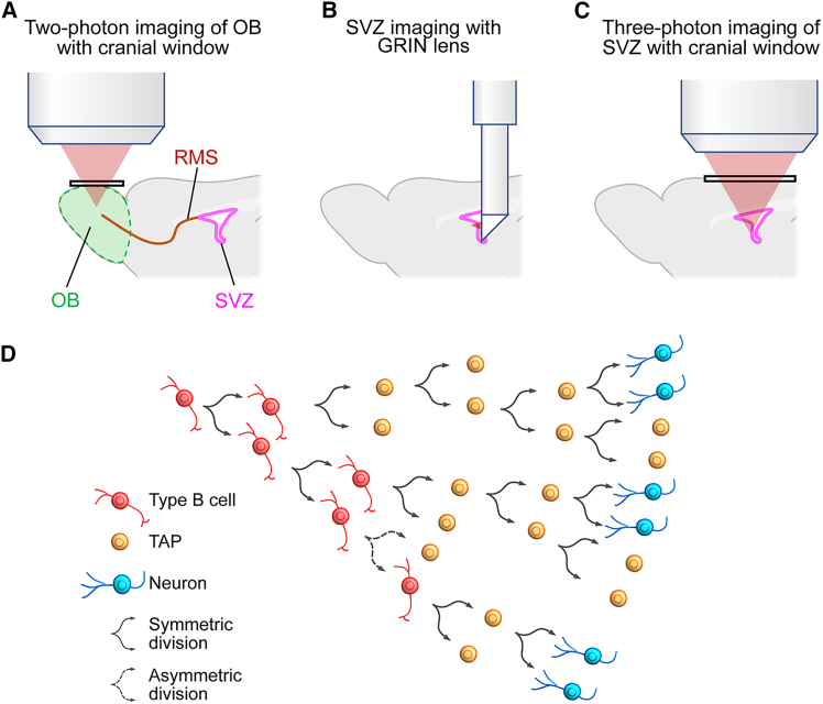 Advances in intravital imaging of adult neurogenesis in mice.