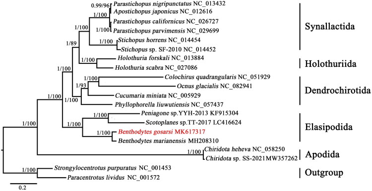 Characterization and phylogenetic analysis of the complete mitochondrial genome of <i>Benthodytes gosarsi</i> Gebruk 2008 (echinodermata: holothuroidea: elasipodida) from deep-sea environments.
