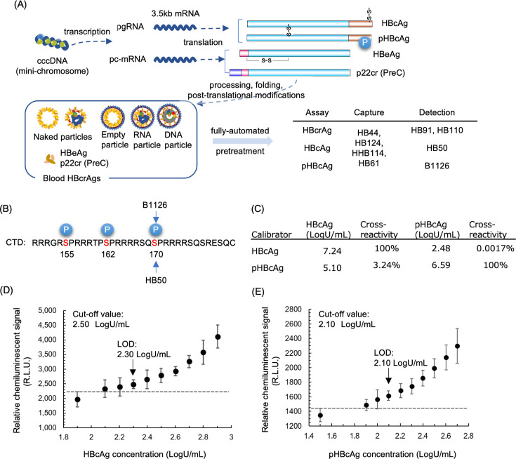 Evaluation of fully automated chemiluminescent enzyme immunoassays for hepatitis B core-related antigen components, phosphorylated and non-phosphorylated hepatitis B core antigens: clinical significance and dynamics during hepatitis B e antigen seroconversion.