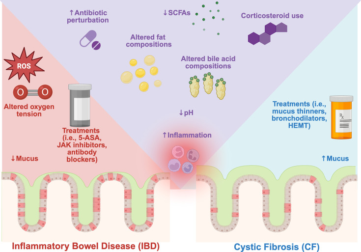 Cystic fibrosis and inflammatory bowel disease: parallels in gut physiology and microbiota.