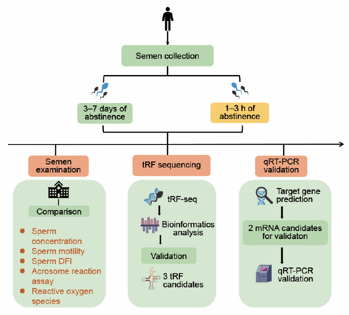 Sperm tRNA-derived fragments expression is potentially linked to abstinence-related improvement of sperm quality.