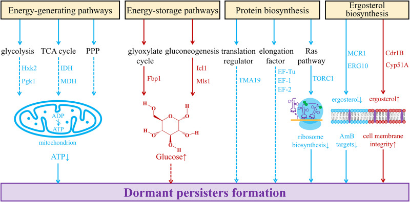 Antifungal persistence: Clinical relevance and mechanisms.