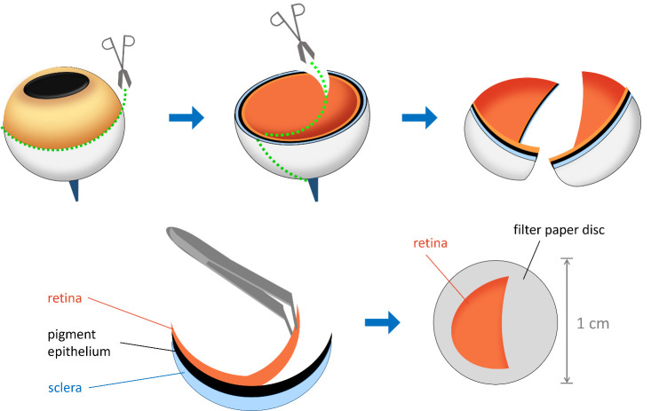 Time-Resolved cAMP Level Determination in Frog Retina Samples Using LC-MS/MS.