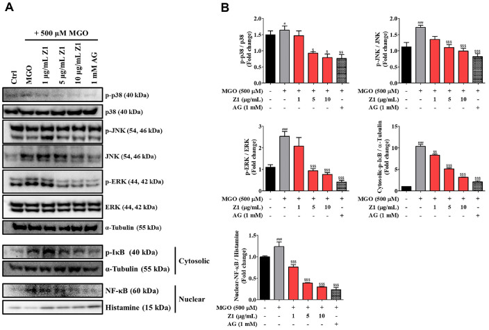 Mitigation of <i>Bifidobacterium longum</i> Z1 on Methylglyoxal-Induced Glycotoxicity in Neuron-2A Cells by Enhancing Detoxification Pathways.