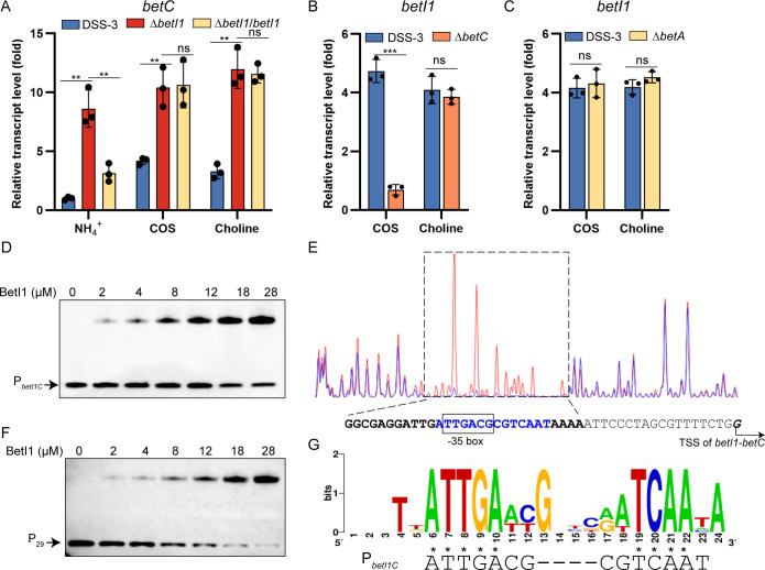 Novel regulatory mechanism of choline-O-sulfate and choline catabolism by two BetIs in Alphaproteobacteria.