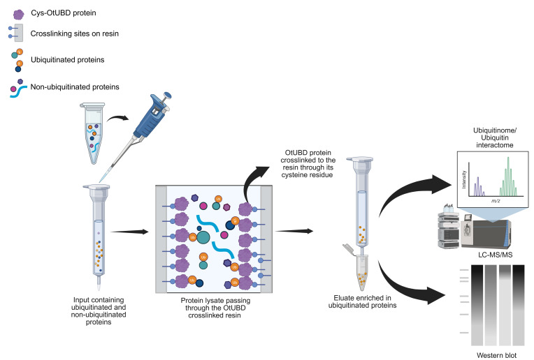 Use of a High-Affinity Ubiquitin-Binding Domain to Detect and Purify Ubiquitinated Substrates and Their Interacting Proteins.