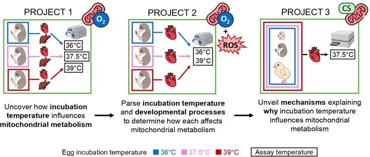 Incubation temperature shapes growth and mitochondrial metabolism across embryonic development in Japanese quail.