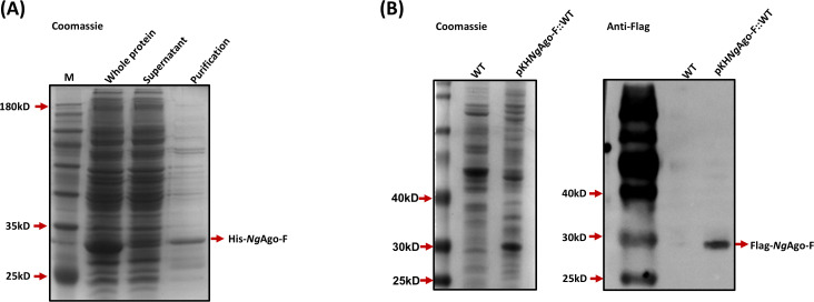 Application of <i>Ng</i>Ago-mediated genome editing in <i>Mycobacterium smegmatis</i>.