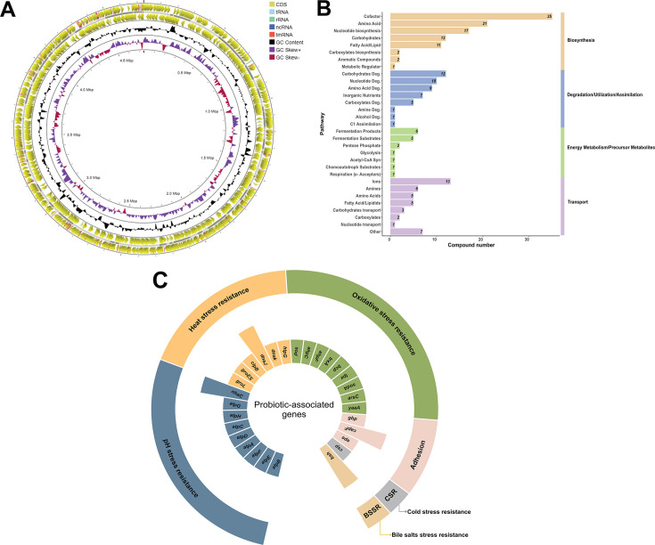 Serotonergic and immunomodulatory properties of the psychobiotic candidate <i>Bacteroides finegoldii</i> UO.H1052 and its extracellular vesicles.