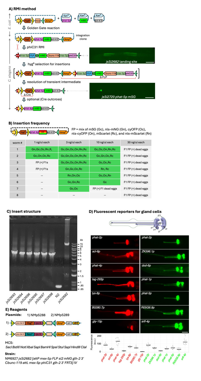 A single component landing site for efficient transgenesis using recombination-mediated insertion.