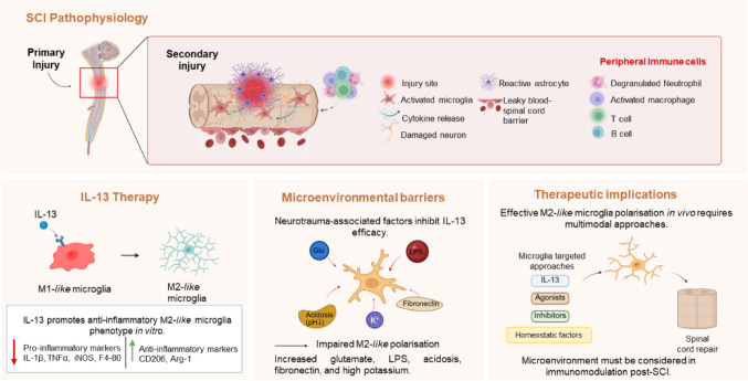 Forced polarisation of microglia by IL-13 is modified by inflammatory and microenvironmental context.