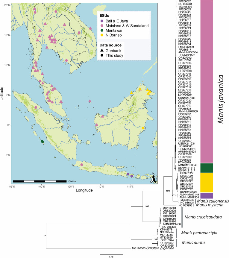 Uncovering new lineages in the Sunda pangolin (<i>Manis javanica</i>) with museum mitogenomics.