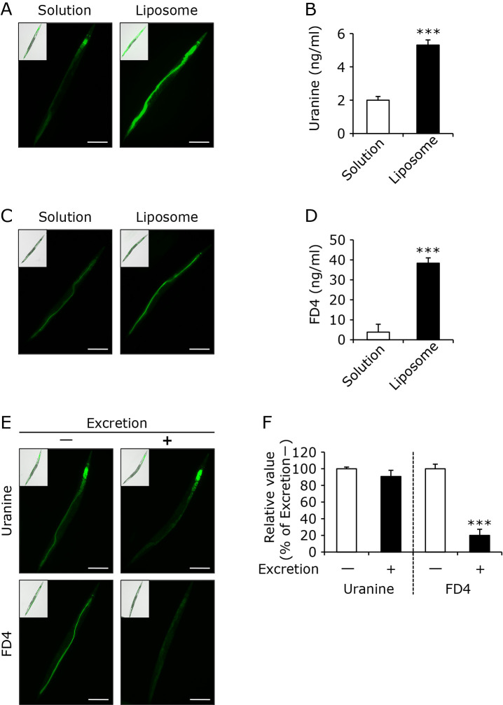 Newly developed evaluation for intestinal permeability using <i>Caenorhabditis elegans</i>: protective effects of agaro-oligosaccharides on intestinal permeability.