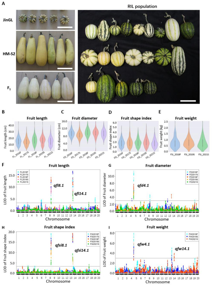 Development of recombinant inbred lines and QTL analysis of plant height and fruit shape-related traits in <i>Cucurbita pepo</i> L.