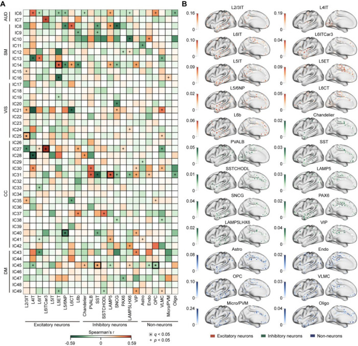 Cellular and molecular underpinnings of functional networks in the human brain.