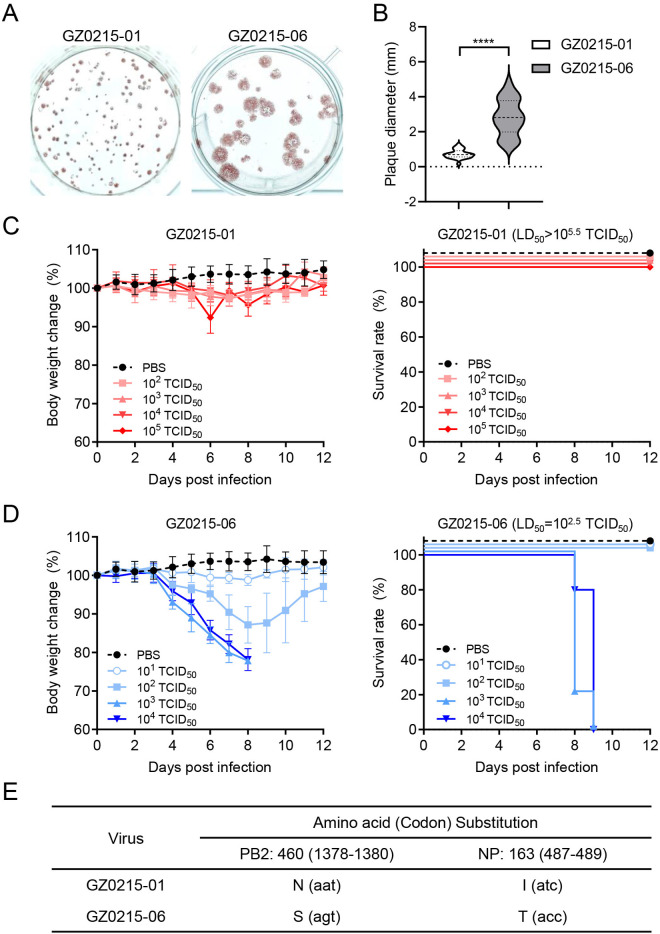 N460S in PB2 and I163T in nucleoprotein synergistically enhance the viral replication and pathogenicity of influenza B virus.