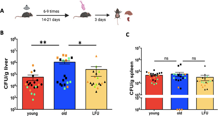 Low-frequency ultrasound treatment reduces susceptibility to <i>Salmonella</i> infection in aged mice.