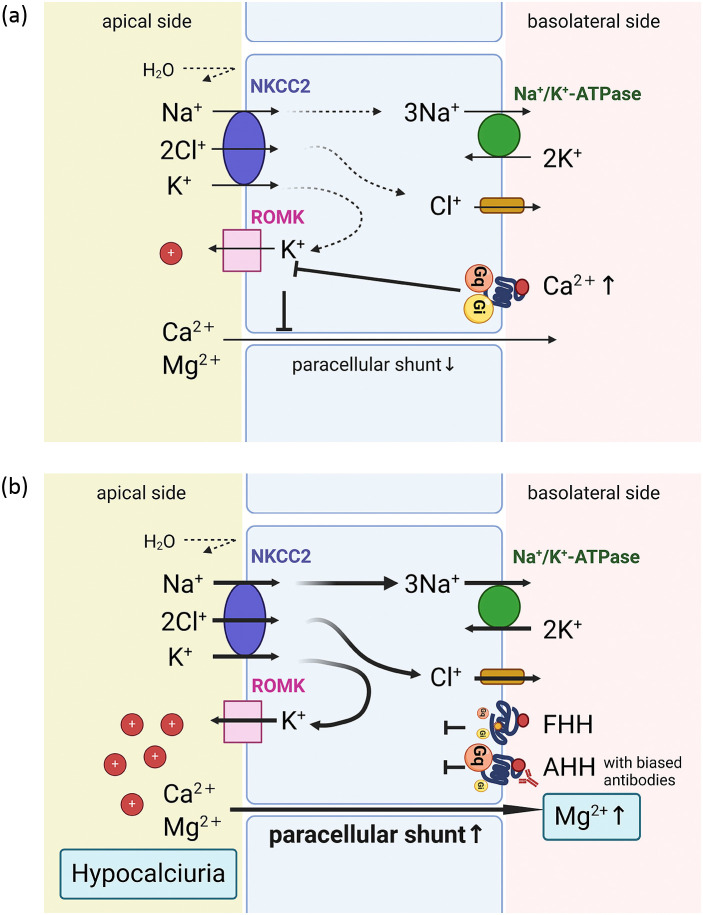 Biased antibodies and beyond: a new era in the diagnosis of PTH-dependent hypercalcemia.