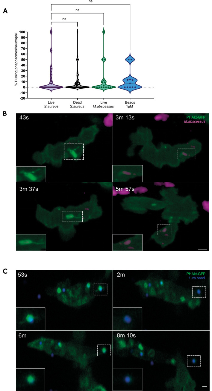 A subset of neutrophil phagosomes is characterised by pulses of Class I PI3K activity.