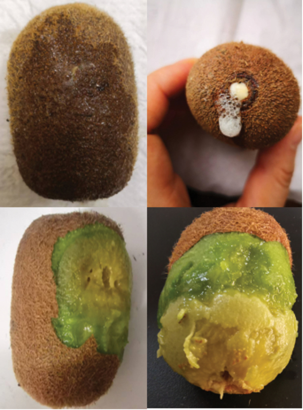 ﻿Two new species of <i>Diaporthe</i> (Diaporthaceae, Diaporthales) from <i>Actinidia chinensis</i> in Guizhou Province, China.