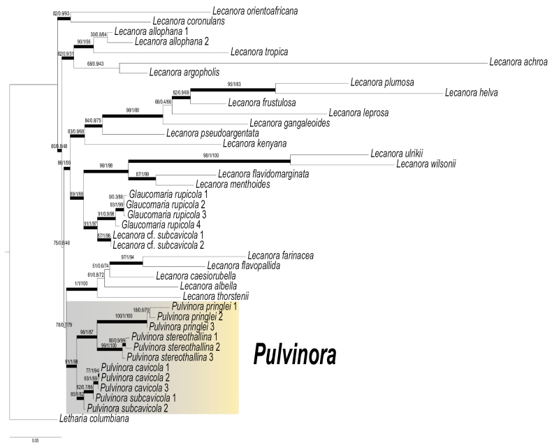 ﻿A synopsis of the genus <i>Pulvinora</i> Davydov, Yakovcz. & Printzen (Lecanoraceae, Lecanorales).