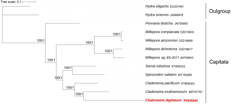 The mitochondrial genome of an invasive hydromedusa: <i>Cladonema digitatum</i> Fang et al., 2022 (Cnidaria: Hydrozoa).
