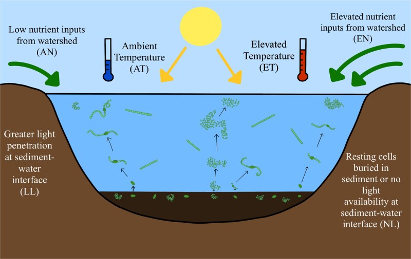 Multiple environmental stressors mediate cyanobacteria recruitment in microcosms simulating spring conditions from two Midwest US hypereutrophic reservoirs.