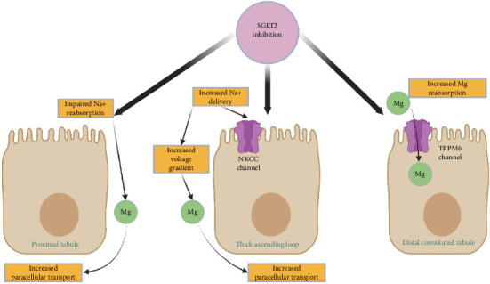 SGLT2 Inhibitors as a Therapeutic Option for Both Acute and Chronic Refractory Hypomagnesemia in Diabetic and Nondiabetic Patients: A Multicenter Case Series.
